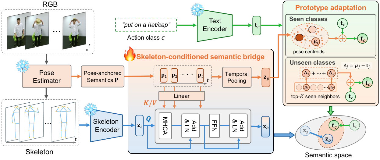 Skeleton features query pose-anchored cues using cross-attention. Seen-class pose centroids adapt text prototypes; shifts from related seen classes adapt unseen prototypes.